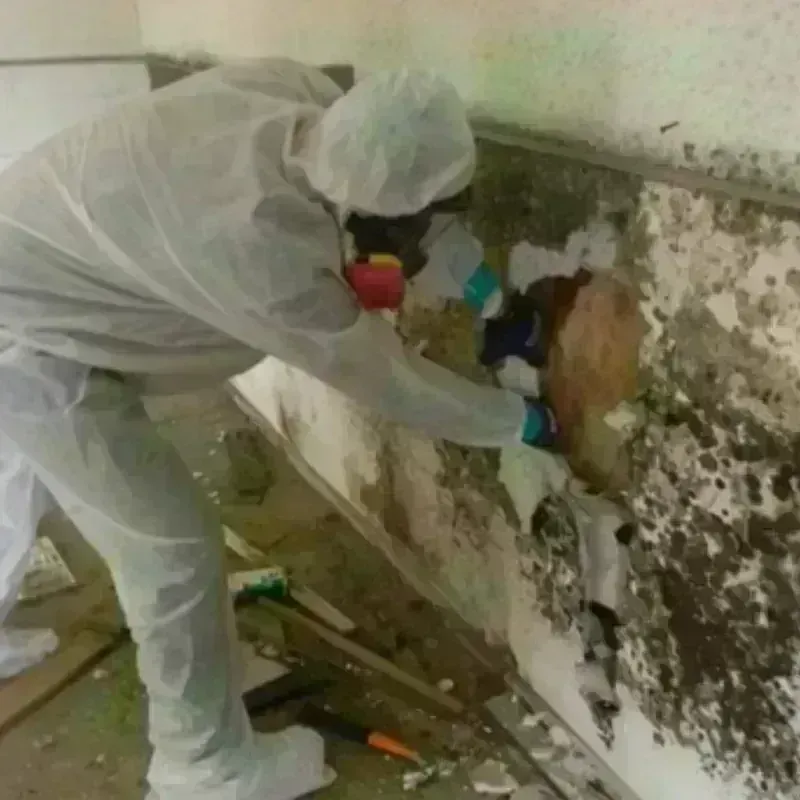 Mold Remediation and Removal in Josephine, TX